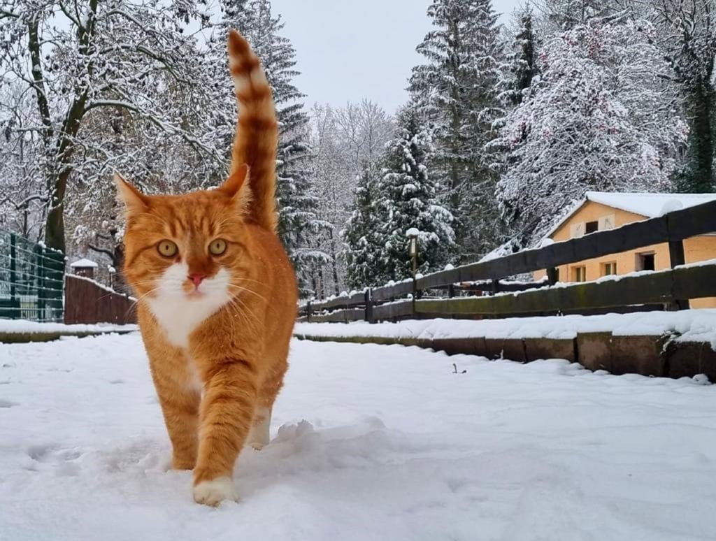 Kater Karli aus dem Tierpark Walbeck wird vermisst.