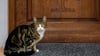 Eine an einer Tür kratzende Katze löste in Halle einen Polizeieinsatz aus.