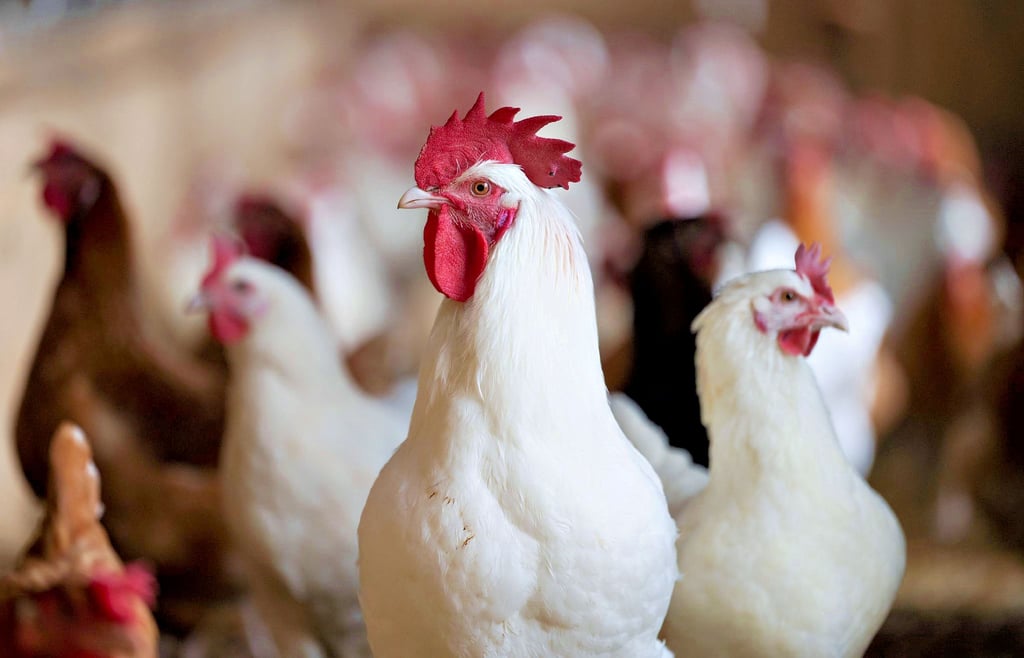 Im Bestand eines Biendorfer Hühnerzüchters ist die Vogelgrippe festgestellt worden. Bisher ist es der einzige Fall im Landkreis.