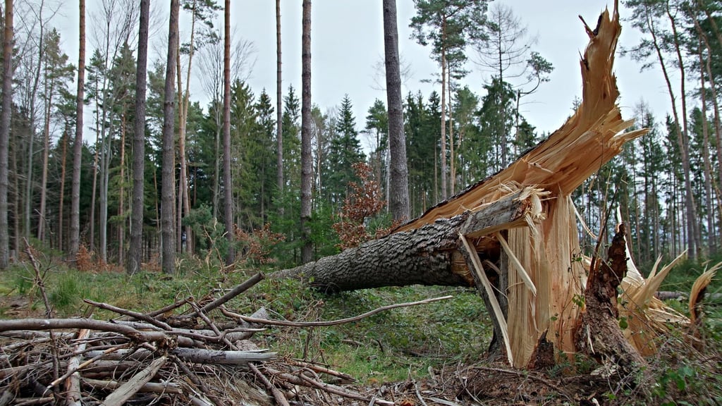 Im Harz soll es bis zum Donnerstag Orkanböen geben. Der Wetterdienst warnt vor dem heftigen Wind insbesondere in Höhenlagen ab 1000 Metern. Symbolbild:
