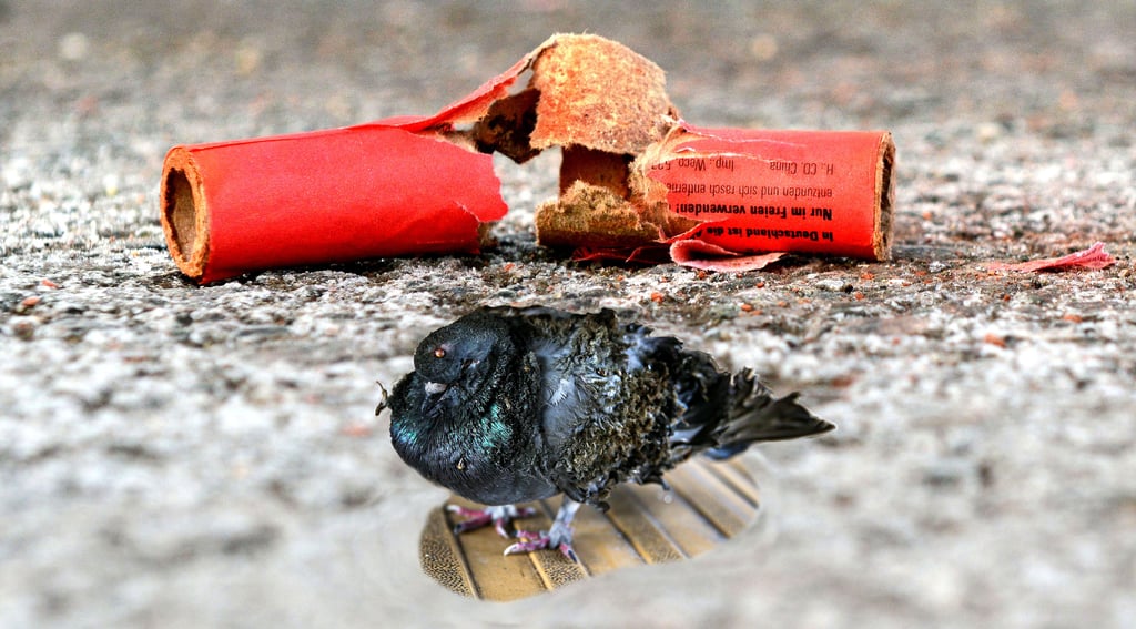 Bei Arendsee in der Altmark haben Unbekannte einen Vogel mit Böllern gequält und getötet.