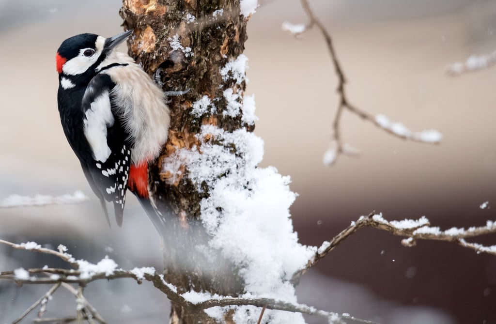 Der Naturschutzbund „Nabu“ ruft zur Vogelzählung auf. Wer einen Buntspecht wie diesen erkennt, kann ihn melden.