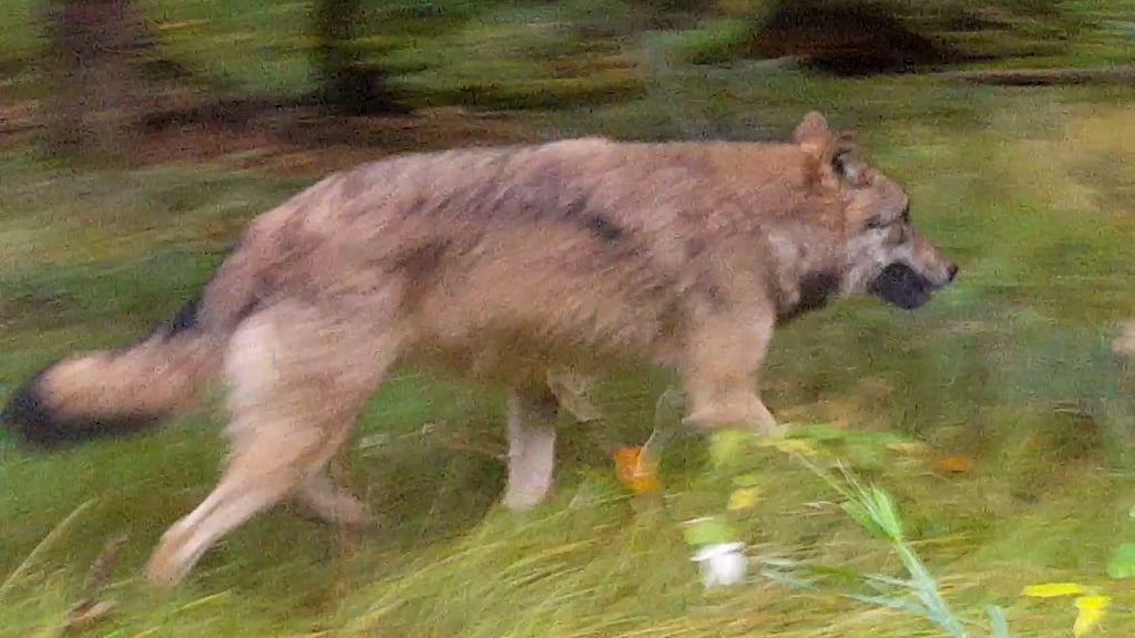 Ein Autofahrer hat am Samstag (14.01.2023) bei Erxleben in der Altmark einen Wolf angefahren, als dieser die Straße überquerte. Der Fahrer blieb unverletzt.