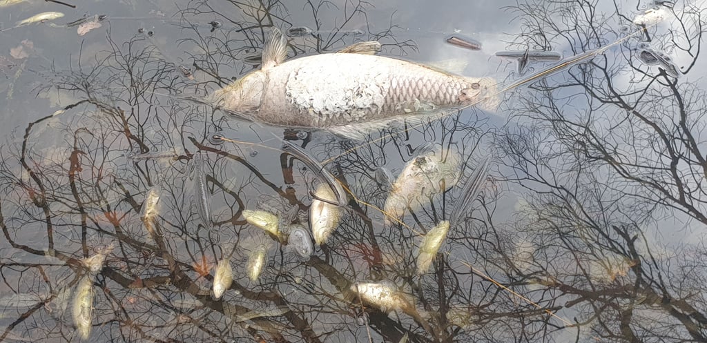 Die Fische verendeten in einem Teich in Ahlsdorf.