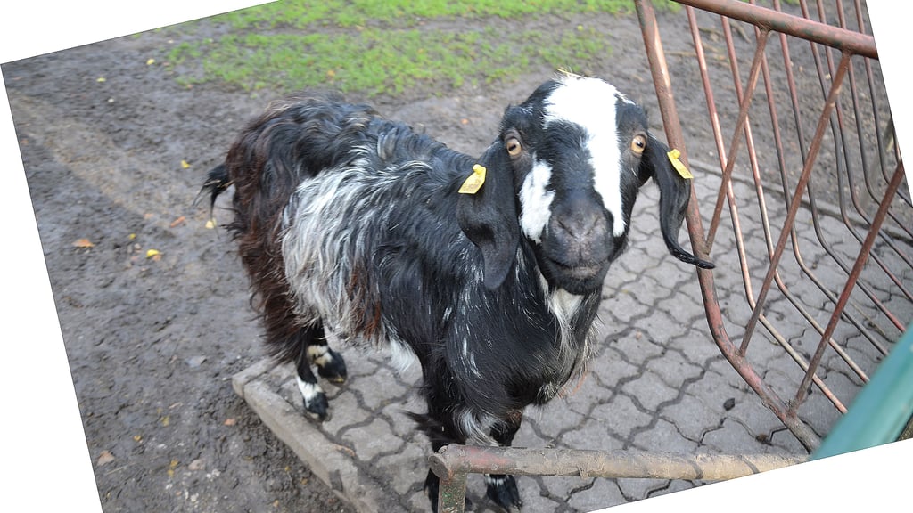 Im Tiergarten in Staßfurt gibt es über 70 verschiedene Tierarten, die oft sehr exotisch sind. Die Owambo-Ziege zum Beispiel stammt aus Westafrika und ist nördlich des Namibs beheimatet.