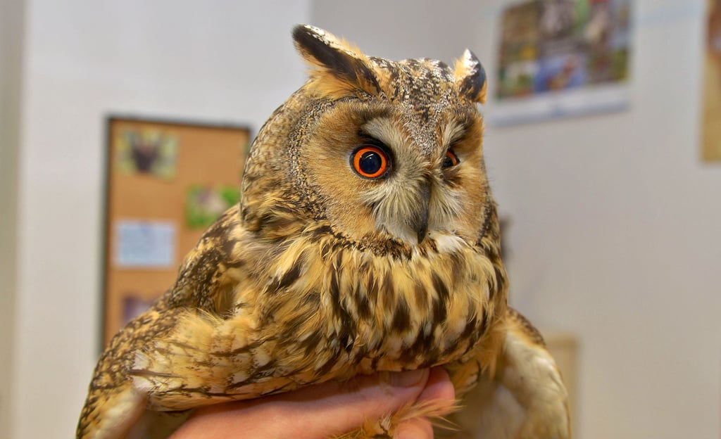 Die Waldohreule wurde augenscheinlich verletzt gefunden und kam dann in den Tierpark Hexentanzplatz in Thale. Dort wurde sie untersucht und gepflegt – und konnte wieder ausgewildert werden.