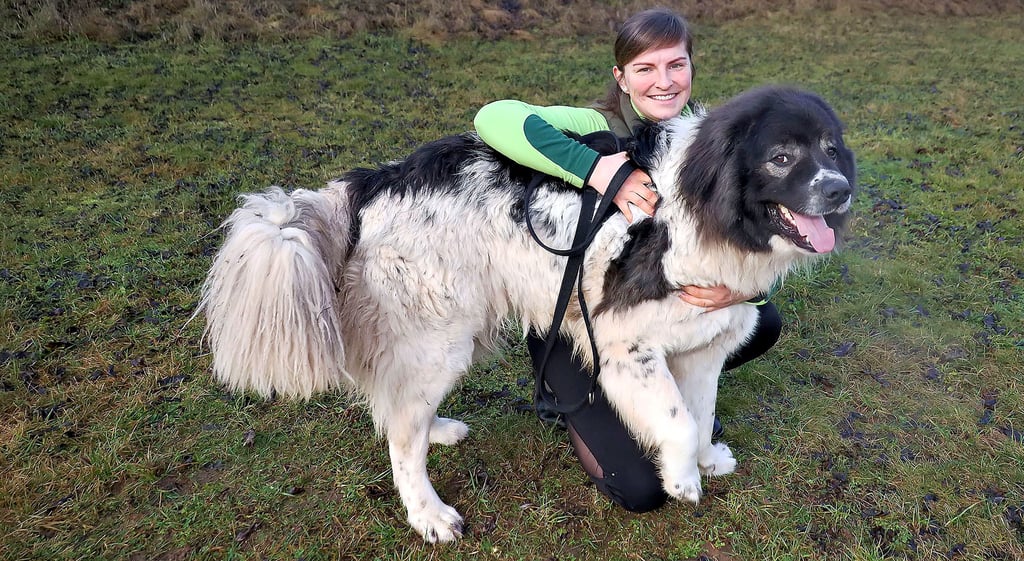 Tierheimchefin Nancy Behler mit Spike, einem Kaukasischen Schäferhund, der ein neues Zuhause sucht.