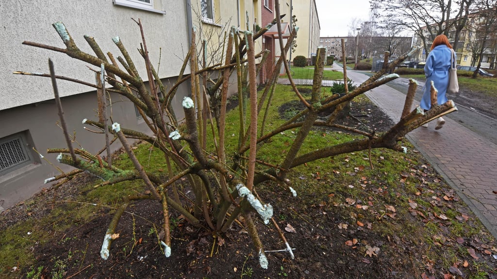 Die Forsythienstträucher im Wohngebiet rund um die Keplerstraße in Aschersleben wurden beschnitten.
