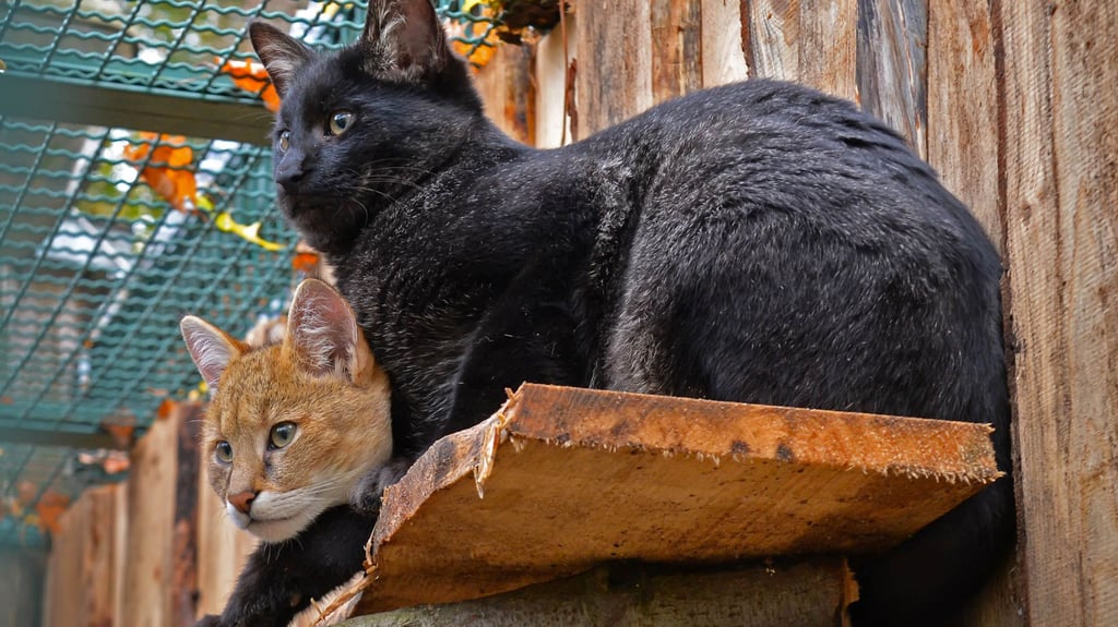 Die Rohrkatzen werden sich im Zoo Aschersleben künftig nicht weiter vermehren.