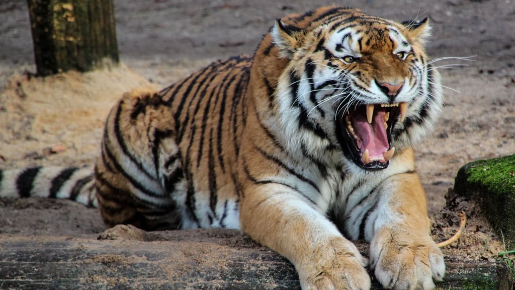 Vor verschlossenen Türen: Was bedeutet es für die Zoo-Besucher in Magdeburg, wenn plötzlich der Strom bei den Großkatzen ausfällt? Symbolbild: