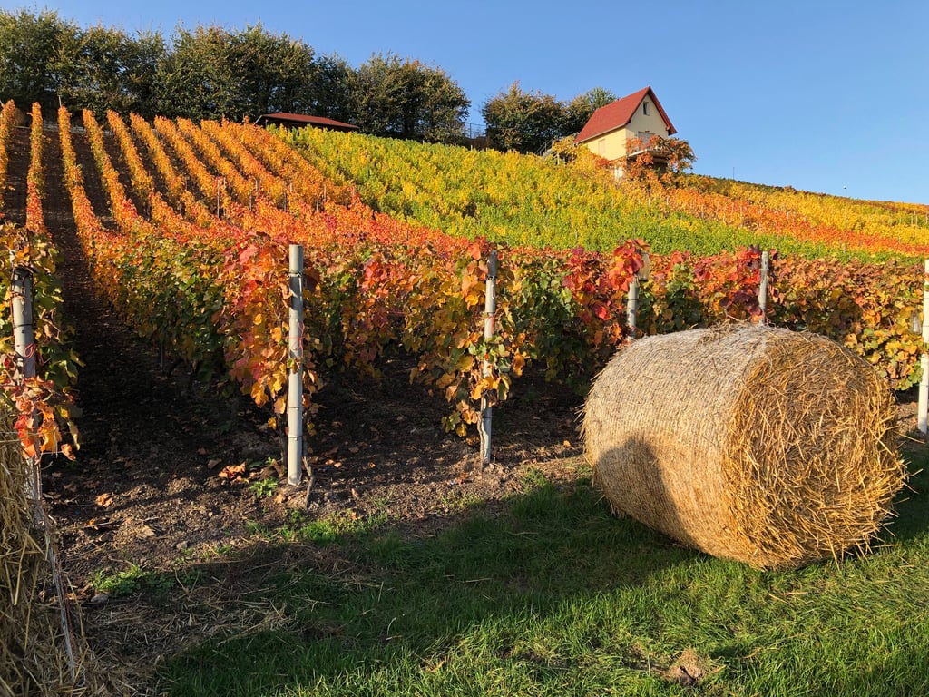 Blick auf einen Weinberg bei Burgwerben bei Weißenfels: Der Tourismus in der Saale-Unstrut-Weinregion sowie in den angrenzenden Gebieten Thüringens wird künftig von einer neu gegründeten Gesellschaft koordiniert.