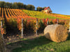 Blick auf einen Weinberg bei Burgwerben bei Weißenfels: Der Tourismus in der Saale-Unstrut-Weinregion  sowie in den angrenzenden Gebieten Thüringens  wird künftig von einer neu gegründeten Gesellschaft koordiniert.