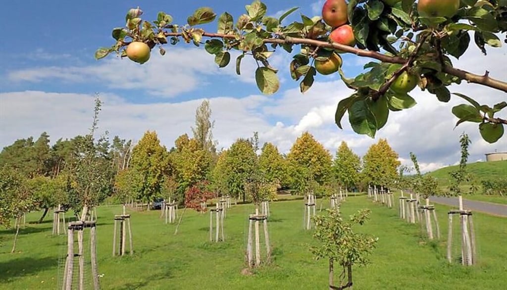 Die Streuobstwieseauf den Oberbergen in Jessen wurde im Jahr 2021 durch 36 Neuanpflanzungen ergänzt. Dadurch wurden Lücken durch verlorengegangene Bäume geschlossen.