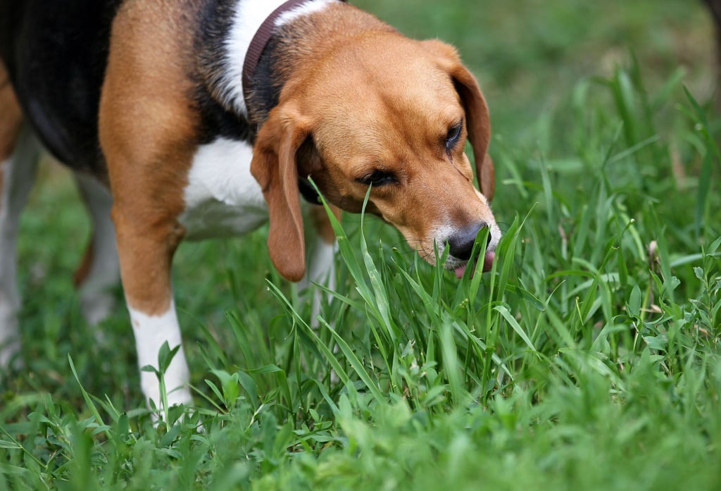 Wenn der Hund Gras frisst, kann es sein, dass es ihm einfach schmeckt - quasi als Snack im Vorbeigehen. Manche Hunde fressen es aber auch, wenn ihnen schlecht ist - um zu erbrechen.