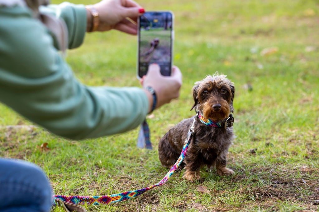 Tierische TikoTok-Stars: Petfluencer-Awards: Erfolgreiche Hunde