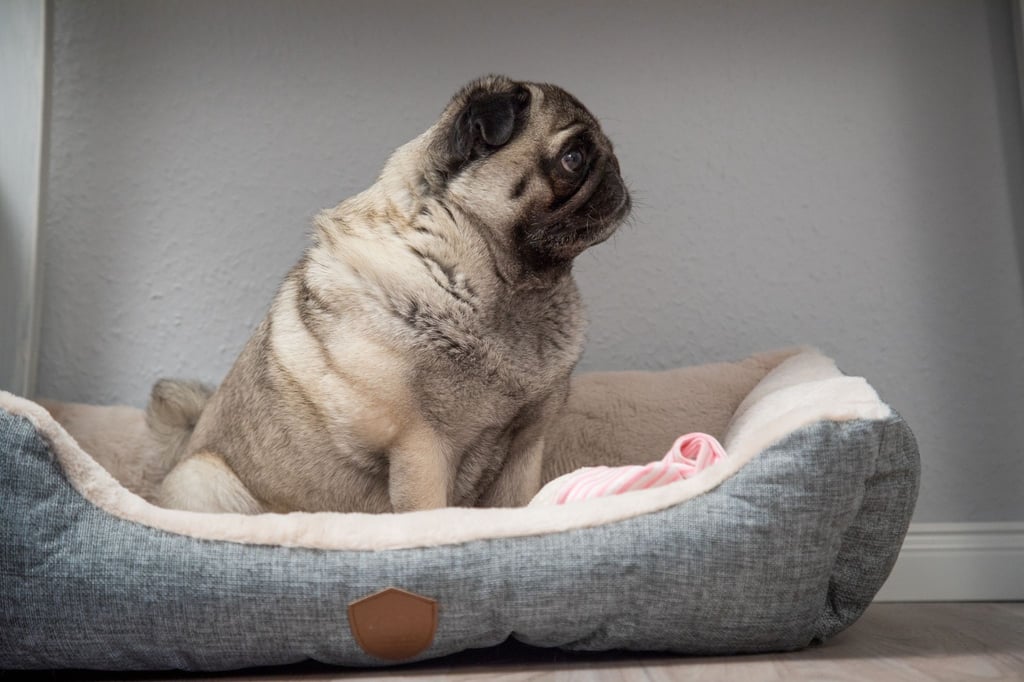 Wenn sich ein älterer Hund tagsüber immer mehr zurückzieht, aber nachts plötzlich sehr aktiv ist, kann das ein Hinweis auf Demenz sein.