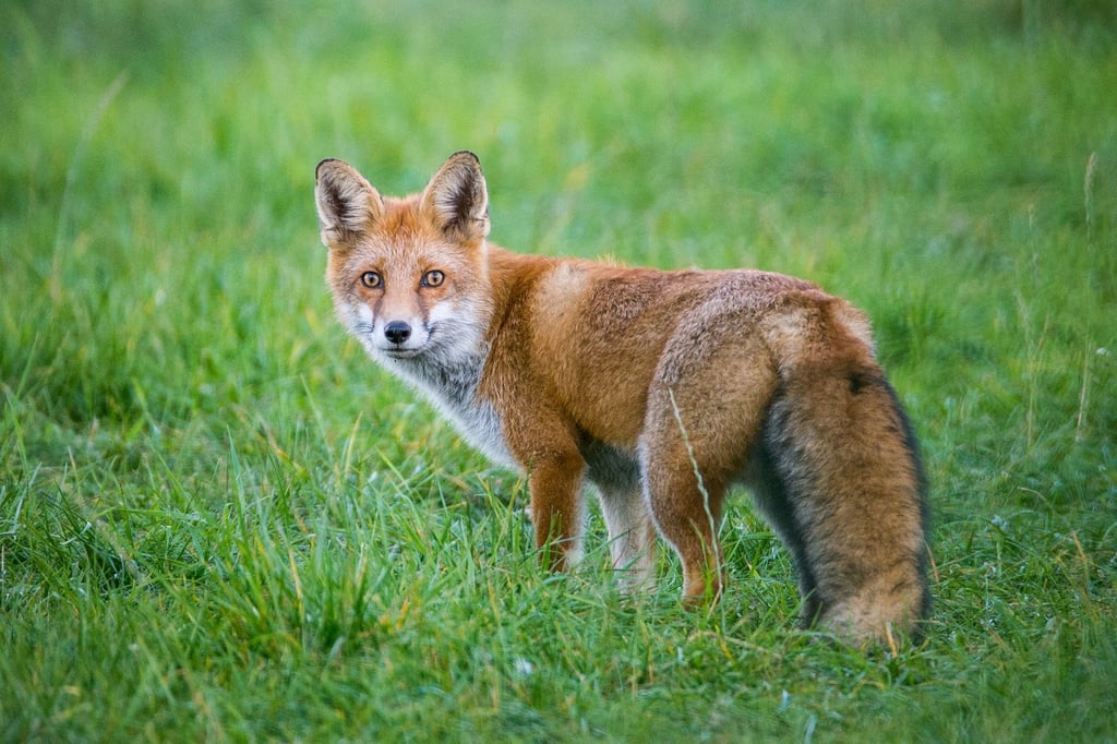 Ein Fuchs steht auf einer Wiese.
