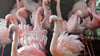 Die eleganten Flamingos im Ascherslebener Zoo verzaubern auch mit ihrer Farbe. 