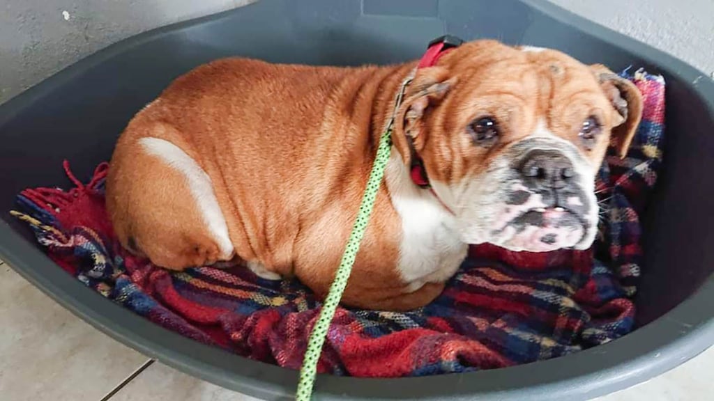 Die weibliche Englische Bulldogge wurde am 13. Januar in Lützen aufgegriffen und in die Tierauffangstation nach Blösien gebracht.