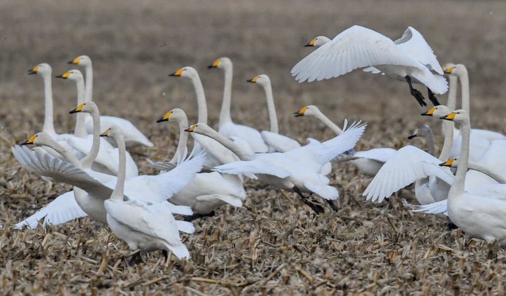 Singschwäne (Cygnus cygnus) im Oderbruch.