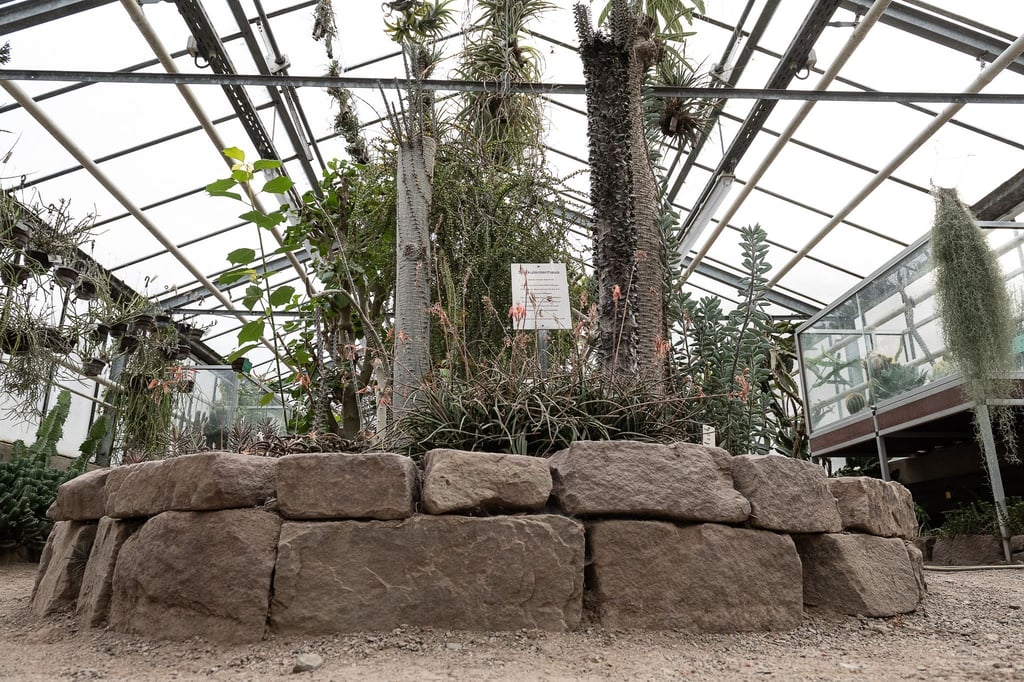 Blick in das Sukkulentenhaus vom Alten Botanischen Garten der Georg-August-Universität.