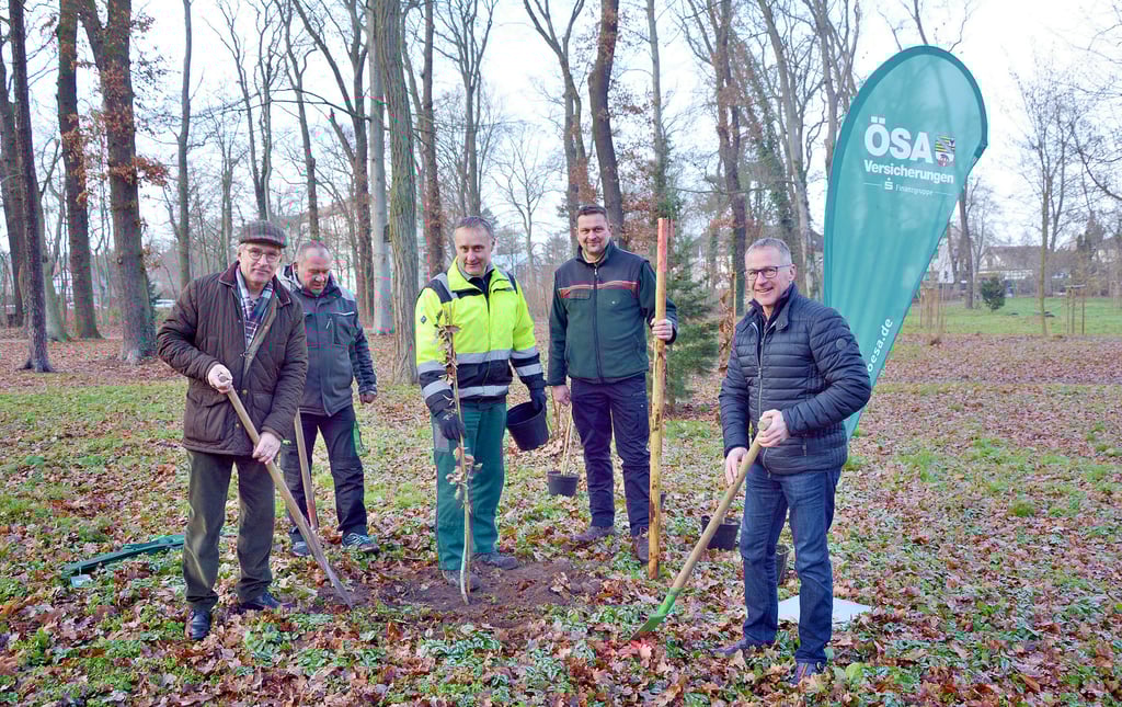 Seehausens Bürgermeister Detlef Neumann (v. l.), die Stadtarbeiter Ralf Näbsch sowie Uwe Kamlah und Stadtförster Stefan Kaiser griffen mit dem Osterburger ÖSA-Geschäftsstellenleiter Björn Bach zum Spaten, um die gesponserten Eichen im Schillerhain in Sichtweite des Waldbades in die Erde zu bringen.