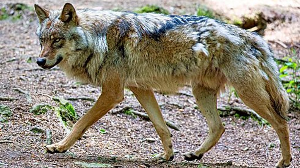 In Calbe ist ein ein Wolf gesichtet worden. Ein Videoclip, der in den sozialen Medien vielfach geklickt wird, zeigt das Tier, wie es die Barbyer Straße entlang läuft.