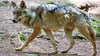 In Calbe ist ein ein Wolf gesichtet worden. Ein Videoclip, der in den sozialen Medien vielfach geklickt wird, zeigt das Tier, wie es die Barbyer Straße entlang läuft.