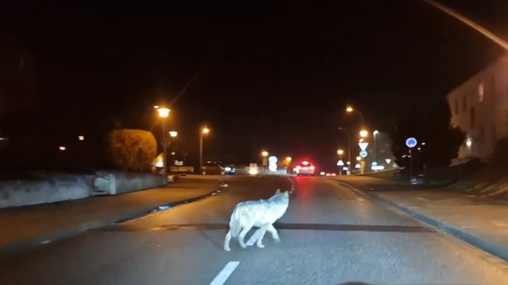 Ein Wolf wurde in Wanzleben gesichtet. Am Montagabend lief das Tier durh die Stadt.