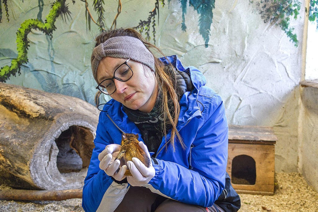 Tierpflegerin Lisa Krautschick kümmert sich rührig um das kleine Aguti-Baby, das sie am Sonntagvormittag entkräftet im Gehege vorgefunden hatte.
