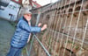 Stadtführer Helmut Schakel an dem noch mit Bauzäunen abgesperrten Mauerstück. Es soll nun saniert werden. 