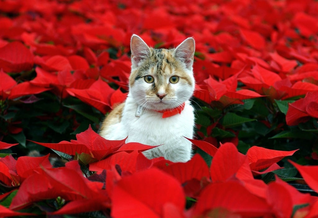 Fehlt ihnen Katzengras, können Katzen schon mal an anderen Zimmerpflanzen knabbern - etwa am Weihnachtsstern. Aber das ist ungesund.
