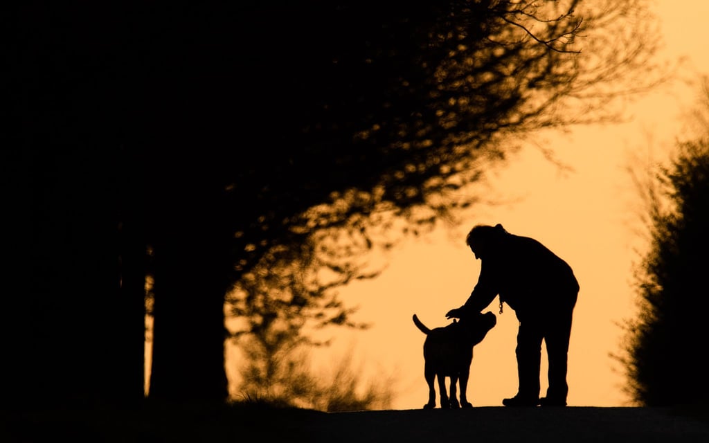 Hundebesitzer wissen, dass die Nähe ihres Haustiers Balsam für die Seele sein kann. Kann ein Plüschtier ähnlich wirken?