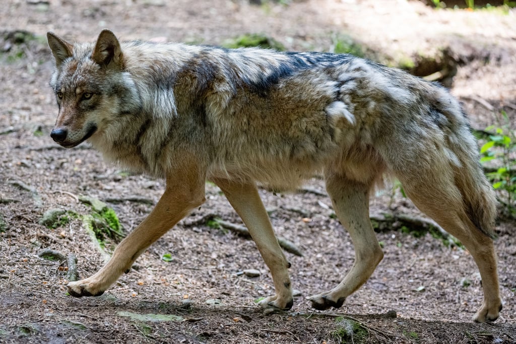 Ein Wolf wurde kürzlich in Wanzleben gesichtet.