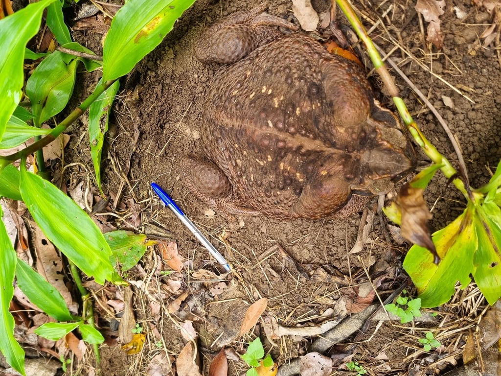 Eine Aga-Kröte („Cane Toad“) im Conway National Park in der Whitsunday-Region im Norden Queenslands Sie wurde „Toadzilla“ getauft.