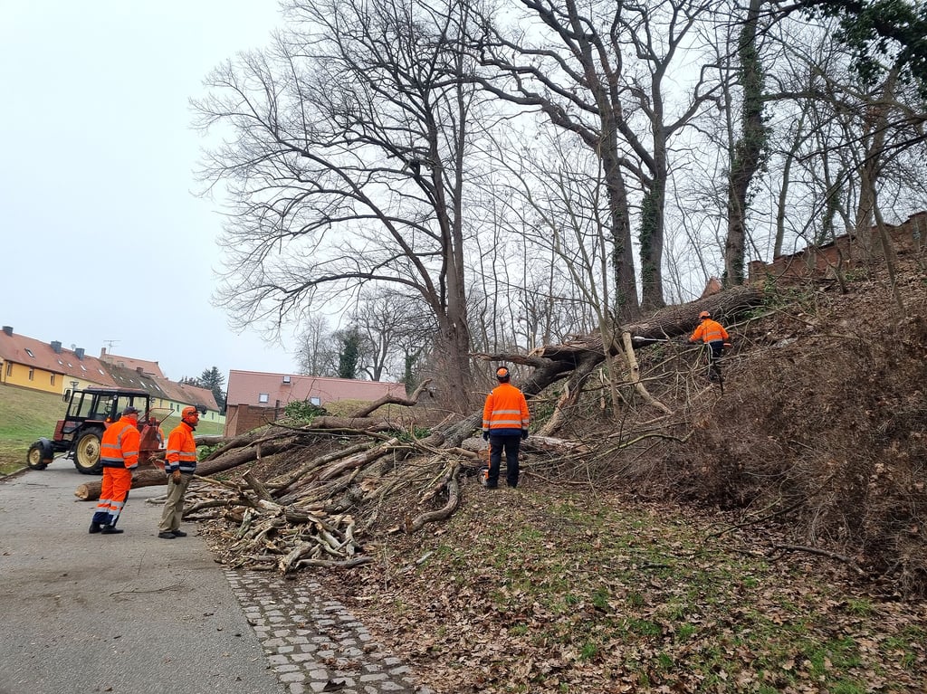 Drei trockenen Bäume am Nußberg sind am Mittwoch gefällt und beseitigt worden.