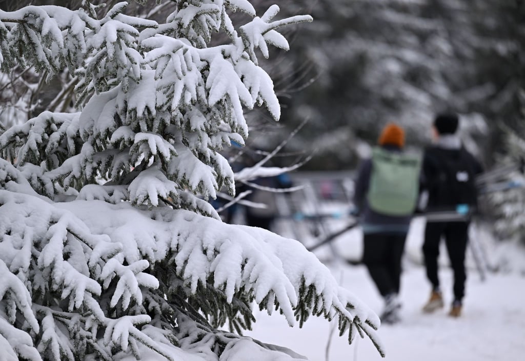 Die Ski dabei haben junge Leute auf dem Weg in den Winterwald.