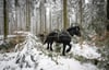 Ines Buchhold manövriert ihr Rückepferd durch ein Waldstück bei Gelenau im Erzgebirge.