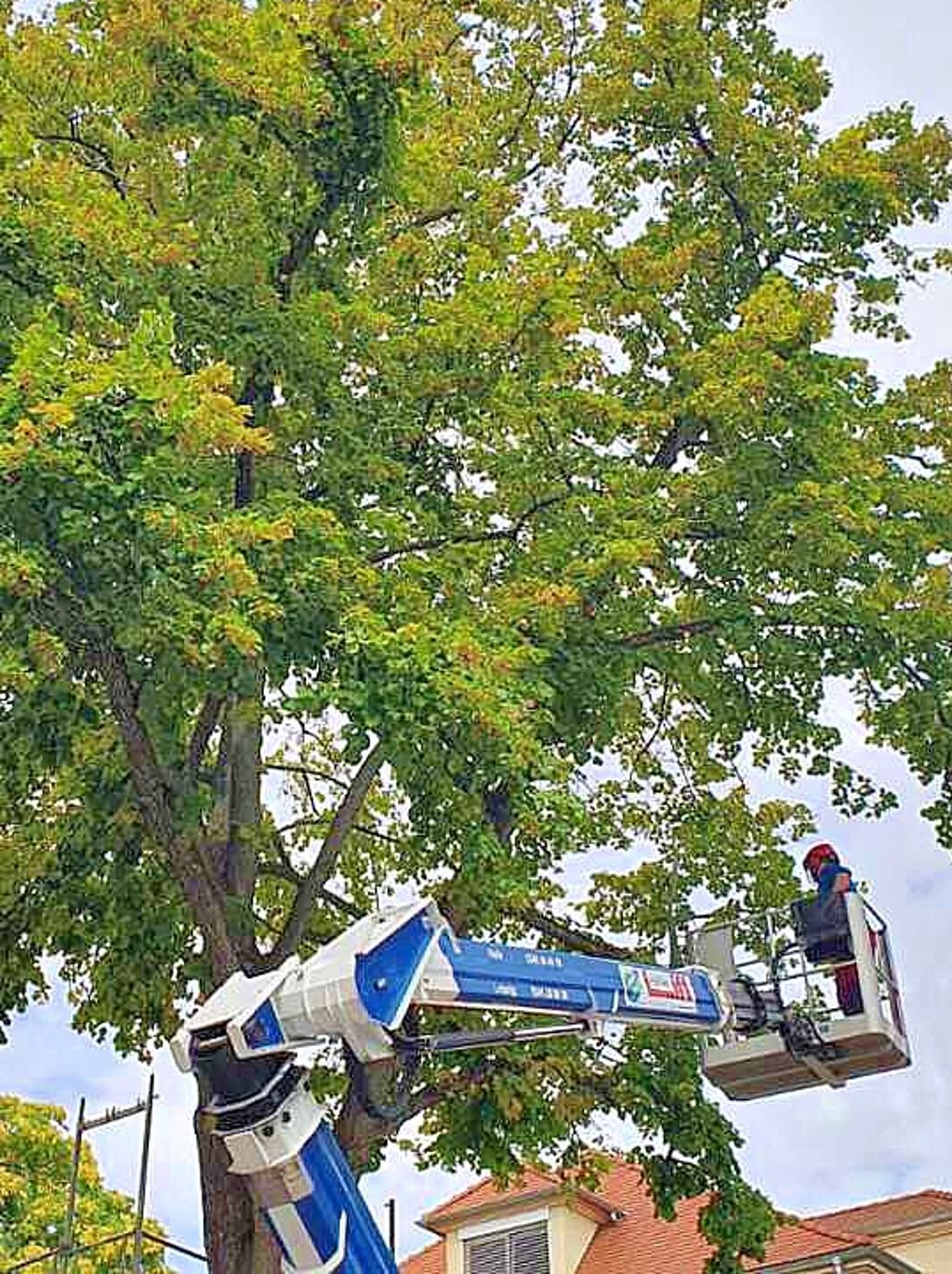 Die Linde in der Lafontainestraße wurde durch Bauarbeiten so stark beschädigt, dass sie gefällt werden musste.