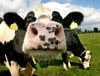 Die Anzahl der Kühe und der Betriebe des Milchkontrollvereins Salzwedel ist im vergangenen  Jahr erneut gesunken.  