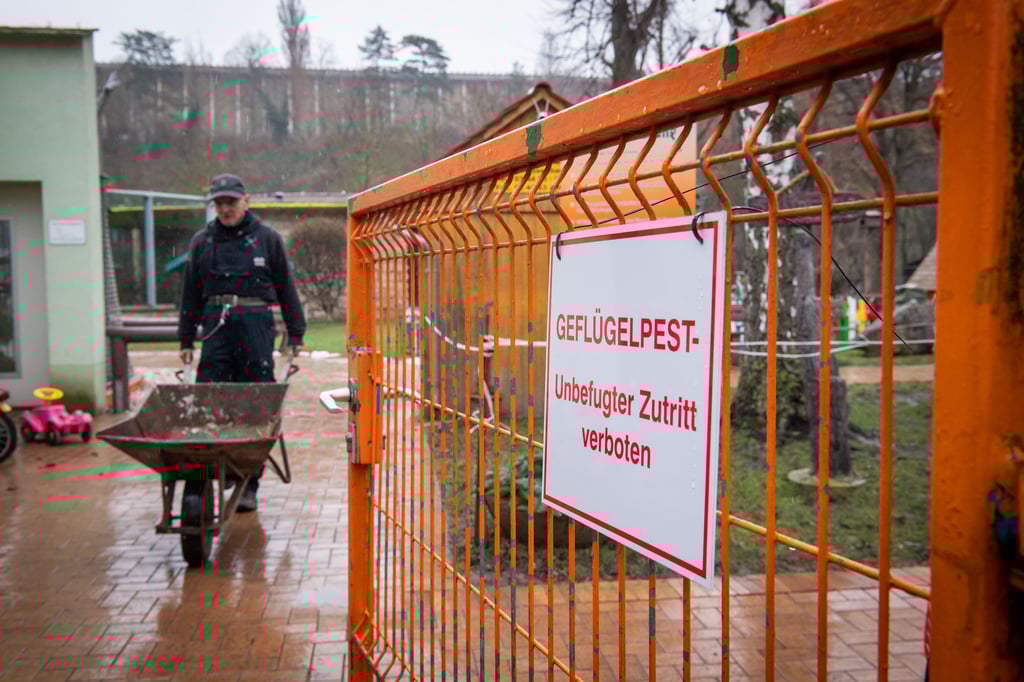 Im Tierpark Bad Kösen ist die Geflügelpest ausgebrochen. Wann er wieder öffnen darf, ist ungewiss.