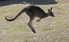 Ein Känguru hüpft.