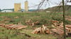 Derzeit erlebt der etwa einhundertjährige Kiefernwald in Farsleben einen Kahlschlag. Zwölf Hektar Wald werden dem Erdboden gleich gemacht, das Holz wird vermarktet. Das Areal wird anderweitig genutzt.