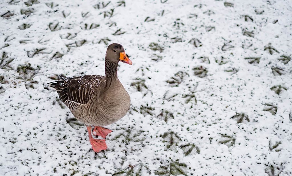 Die Graugans landete bei der „Stunde der Wintervögel“ 2023 im Salzland auf dem vierten Platz.