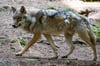 Rund 200 Wölfe wurden zuletzt in Sachsen-Anhalt nachgewiesen. Viel zu viel, findet der Vorsitzende der Jägerschaft Osterburg.