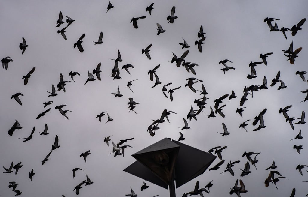 Dutzende Tauben fliegen vor dem grauen, regnerischen Himmel.