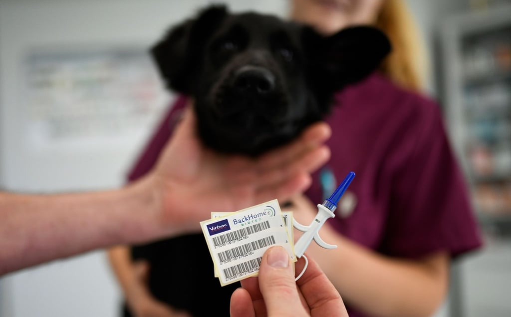 Zack, da kommt gleich der Chip in den Hund rein. Schon lässt sich das Tier eindeutig identifizieren.