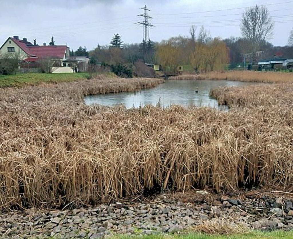 Der Anglerteich in Greppin soll in diesem Jahr entschlammt werden.