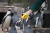Auch den Pinguinen im Bergzoo Halle (hier eine Archivaufnahme) ist aufgrund der grassierenden Vogelgrippe die Stallpflicht verordnet worden.