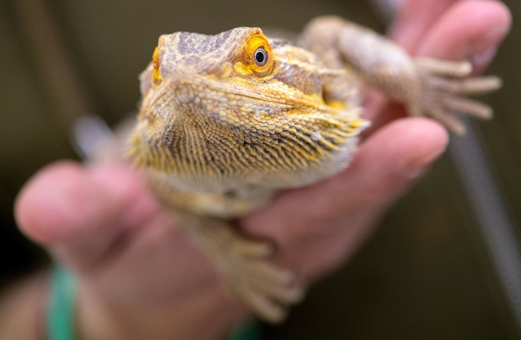 Die Bartagame ist vom Zentralverband Zoologischer Fachbetriebe (ZZF) zum ersten „Heimtier des Jahres 2023“ gekürt worden.